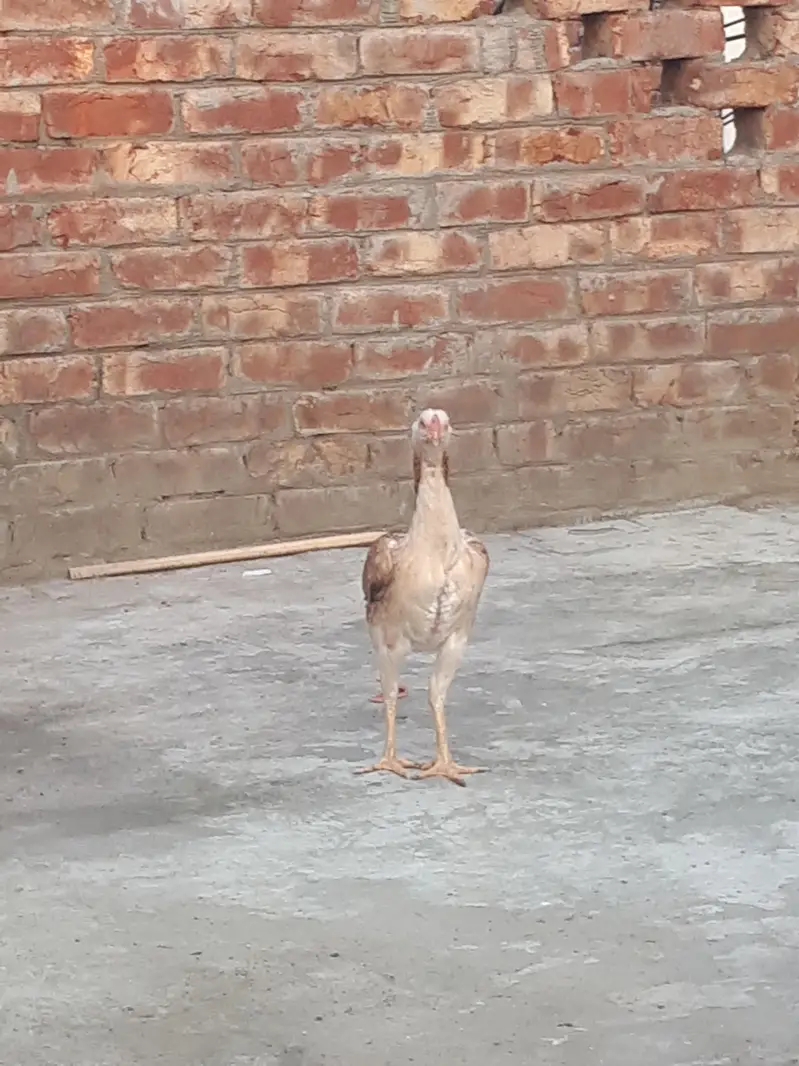 Pure desi hen for sale — photo 4