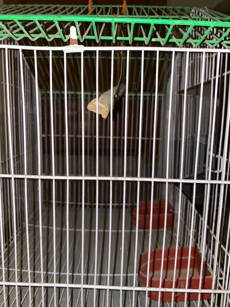 New or heavy cage available in lahore lDA — photo 2