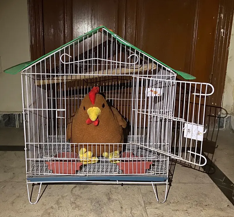 New or heavy cage available in lahore lDA — photo 5