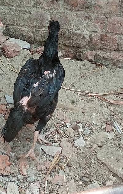 Aseel Female Hen