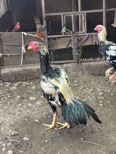 Jawa patha or lakhe madi