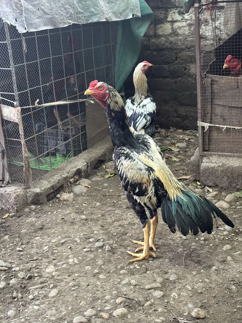 Jawa patha or lakhe madi — photo 4