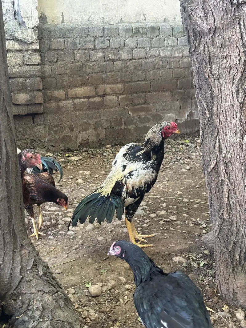 Jawa patha or lakhe madi — photo 11