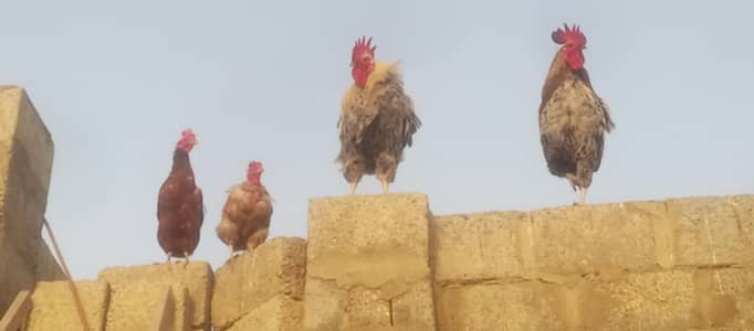 Desi misri Hens and Rooster