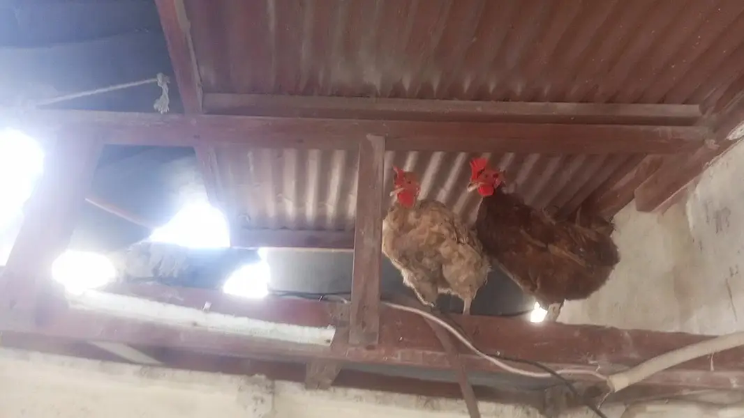 Desi misri Hens and Rooster — photo 2