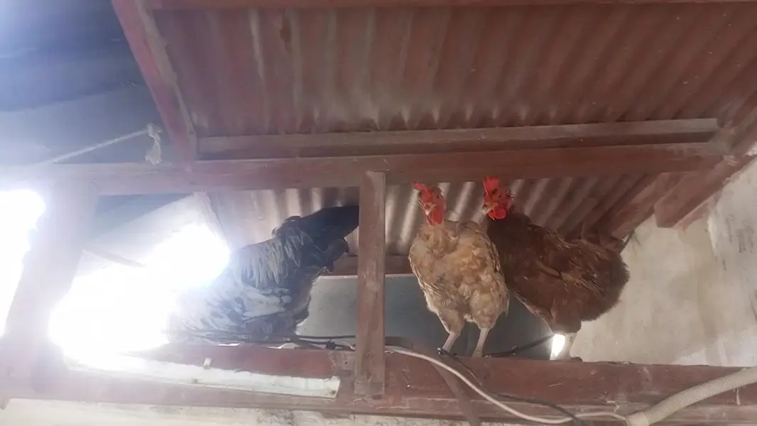 Desi misri Hens and Rooster — photo 3