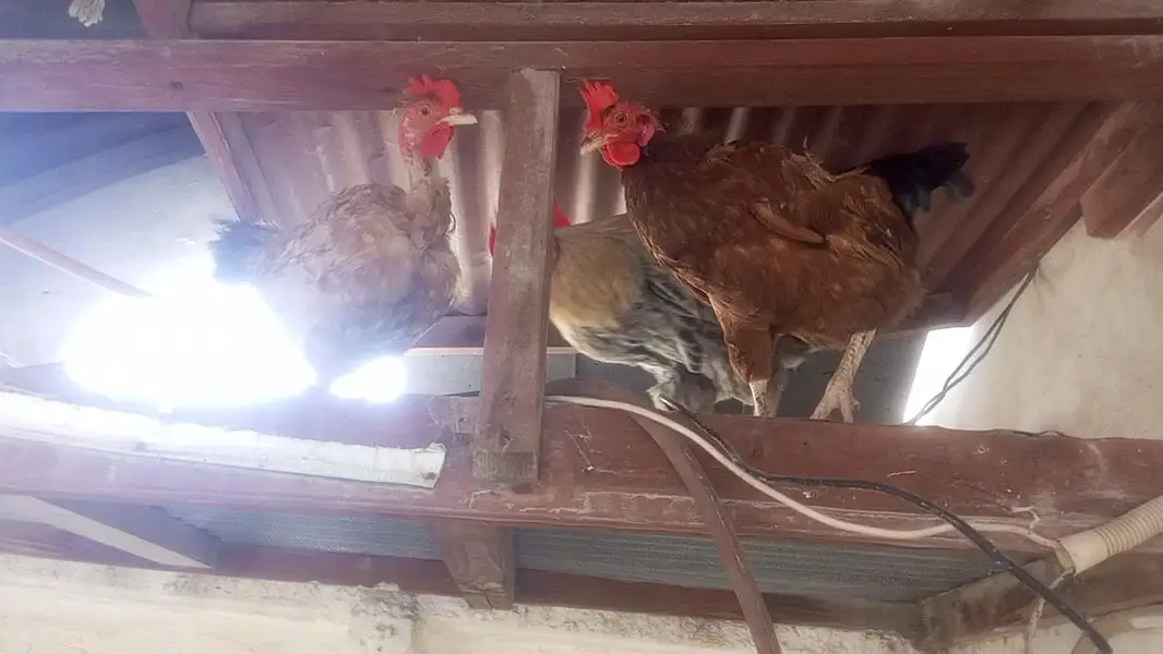 Desi misri Hens and Rooster — photo 4