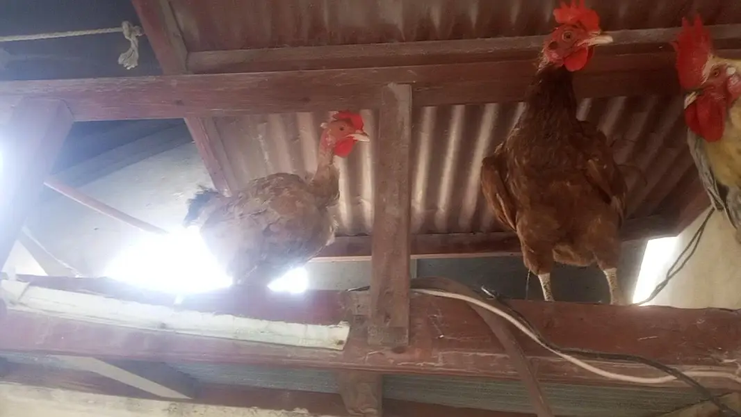 Desi misri Hens and Rooster — photo 5