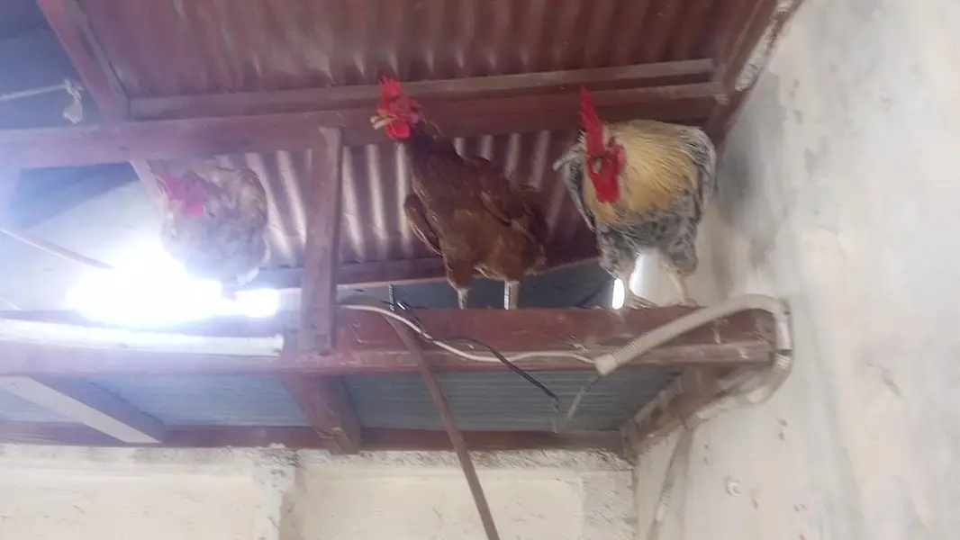 Desi misri Hens and Rooster — photo 7