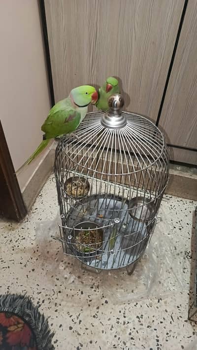 pair of pahari parrot