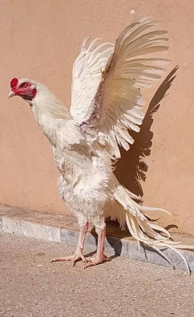 High Quality Aseel Pepper White Heera Male Young Healthy Active