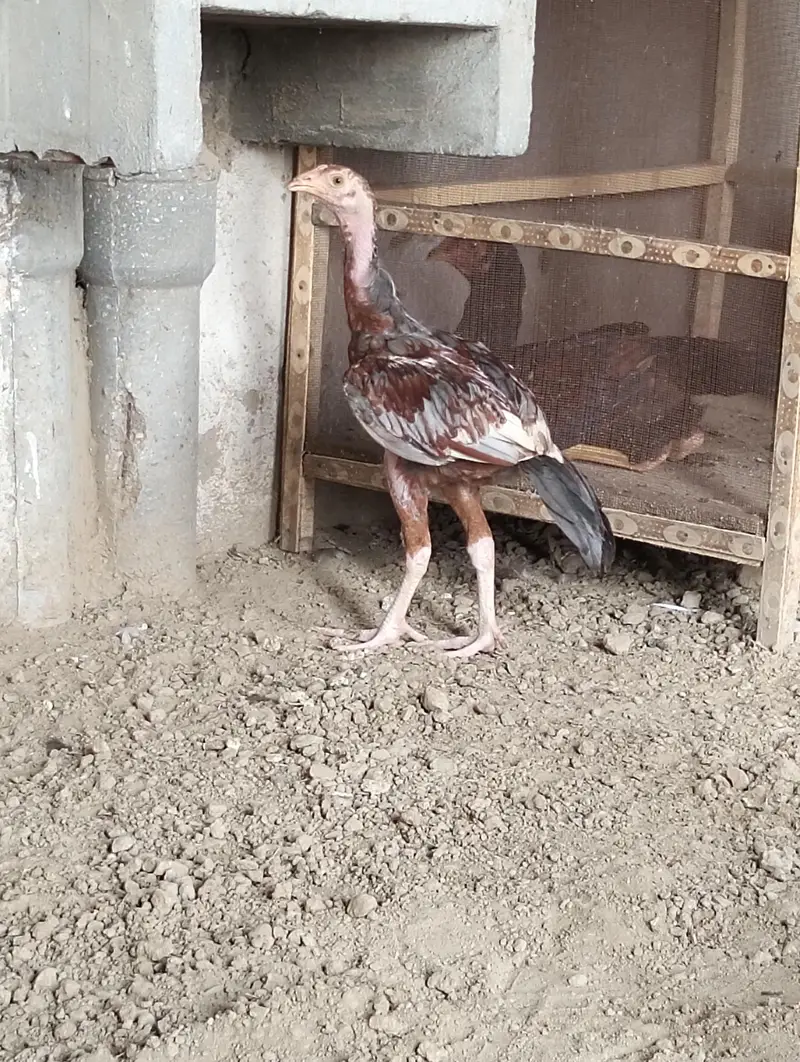 aseel patha for sale — photo 4