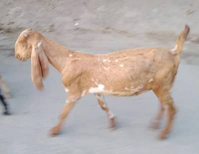 خوبصورت مکھی چینی نسل کا بکرا فروخت کے لیے – عمر 4 سے 5 ماہ، سیالکوٹ