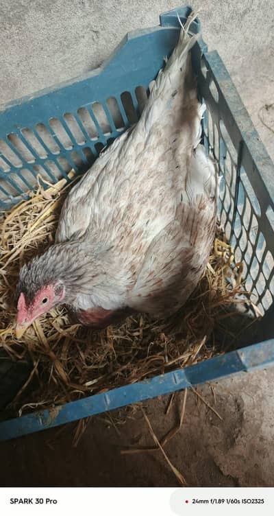 broody aseel hen and peela salata patha
