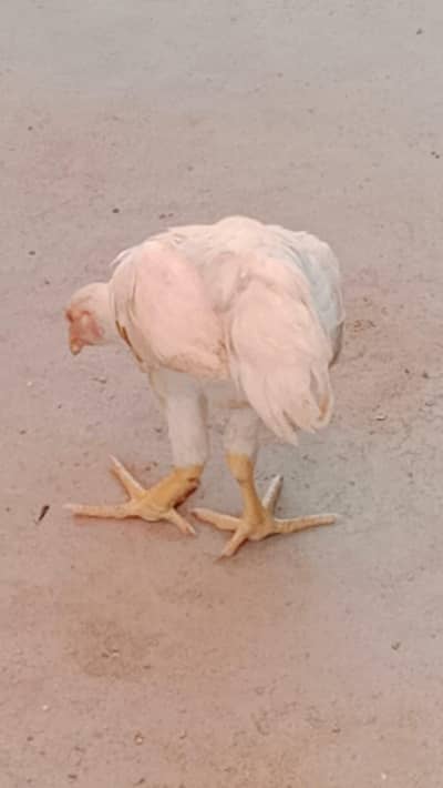 pure white Heera asee patthyl pair for sell