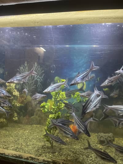 Blue line Shark very Active and healthy 2 inches to 5 inches sizes