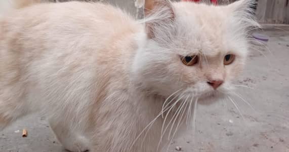 White Persian cat with little brown touch