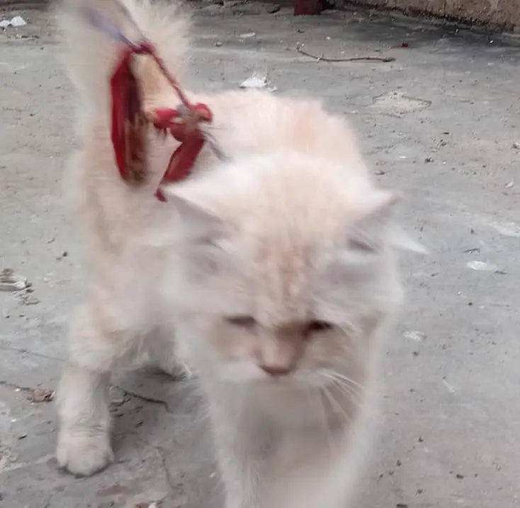 White Persian cat with little brown touch — photo 2
