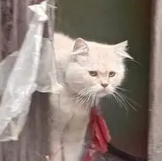 White Persian cat with little brown touch — photo 3