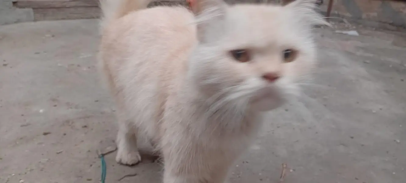 White Persian cat with little brown touch — photo 5