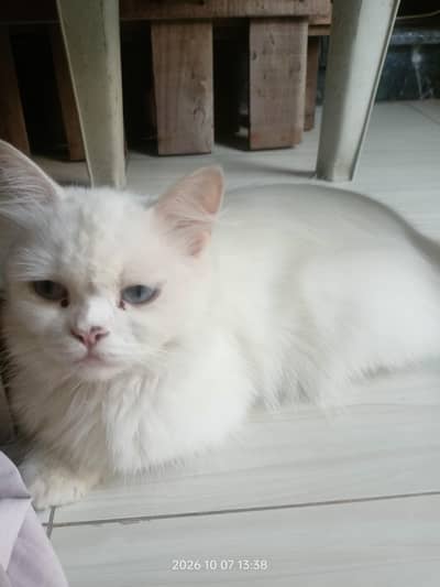Female White Persian Cat for Sale | Vaccinated | Healthy