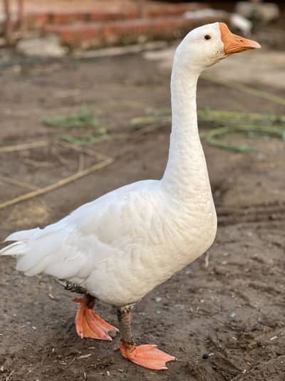3 male ducks available