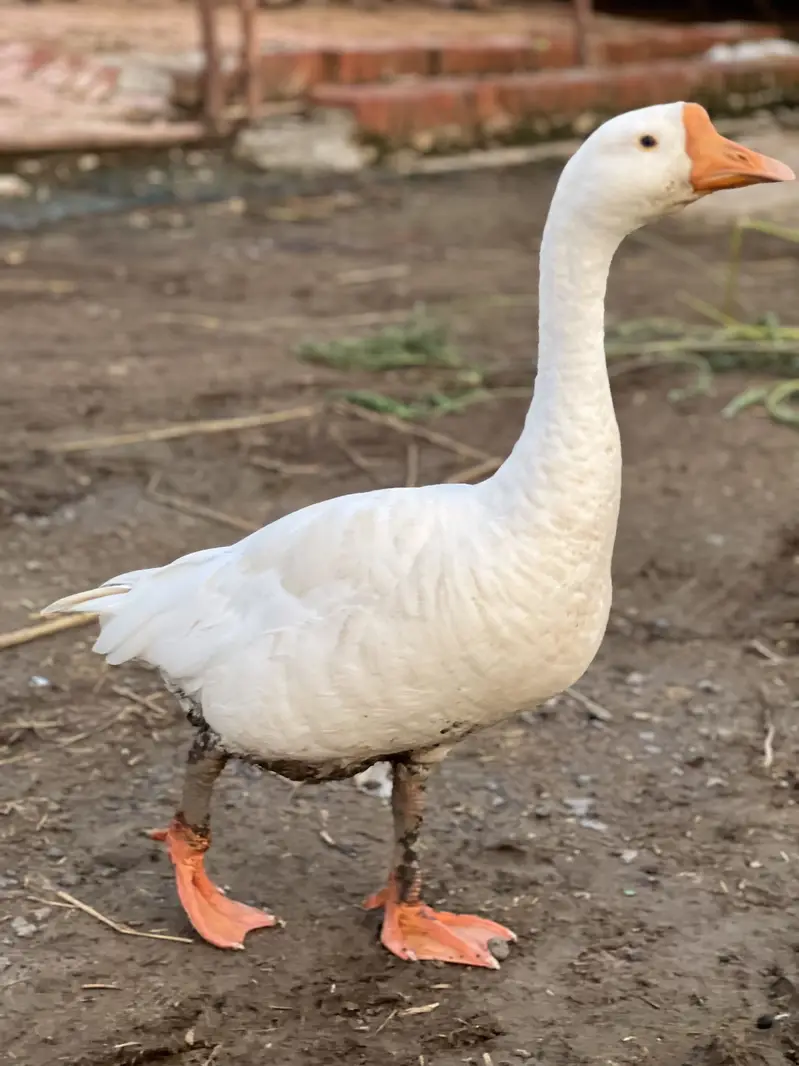 3 male ducks available — photo 2