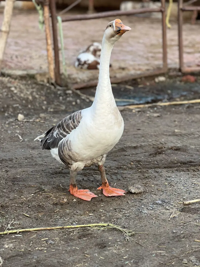 3 male ducks available — photo 3