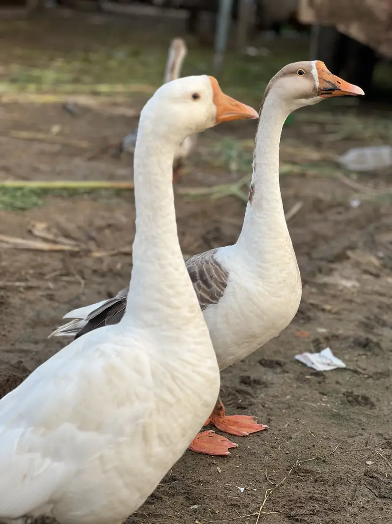 3 male ducks available — photo 4