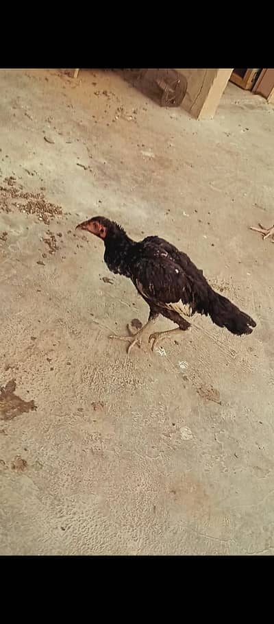 aseel mushka pathy in low price
