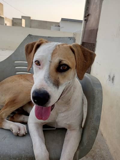 pure Pitbull for sale vaccinated
