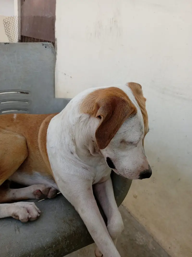 pure Pitbull for sale vaccinated — photo 2