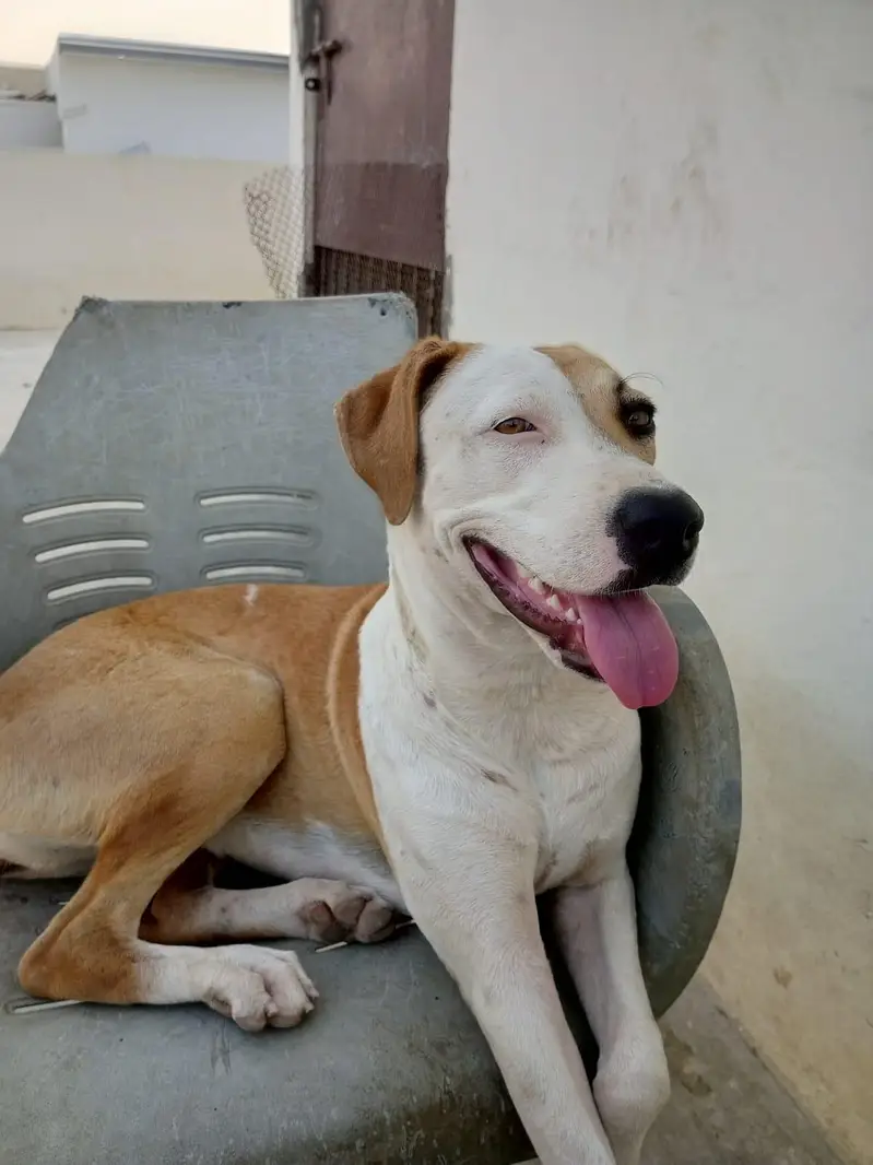 pure Pitbull for sale vaccinated — photo 3