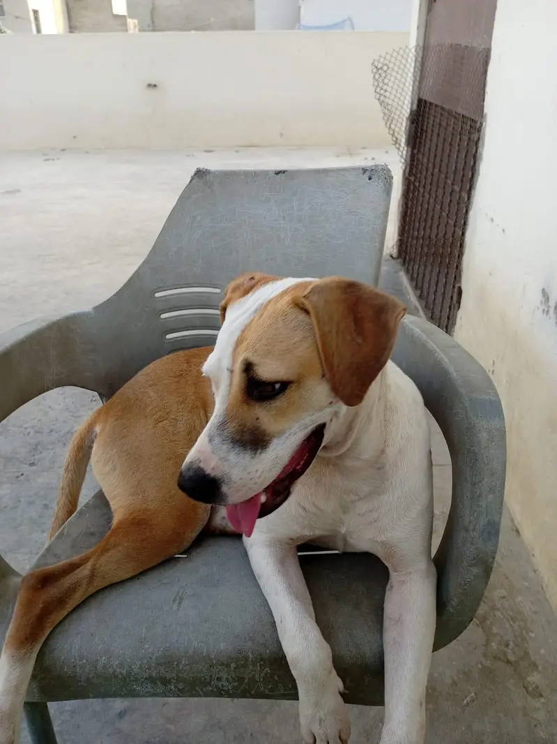 pure Pitbull for sale vaccinated — photo 4