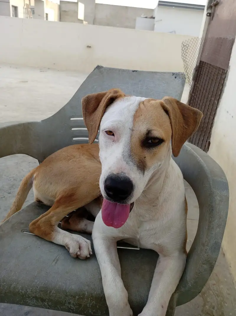 pure Pitbull for sale vaccinated — photo 5