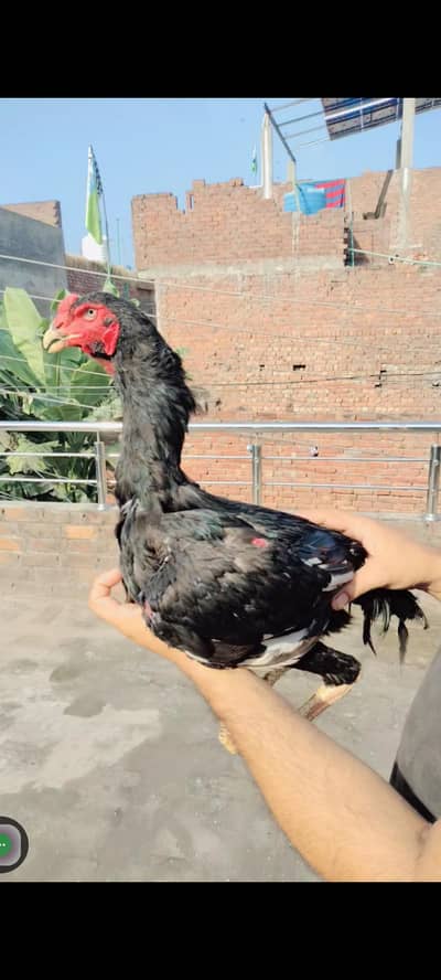 Black Shamo