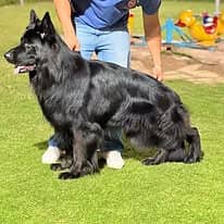 Pedigree Long Coat Black German shepherd puppies for sale