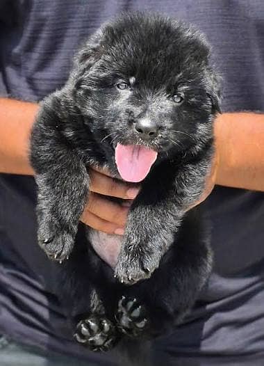 Pedigree long coated Black german shepherd puppies for sale
