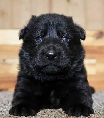 Black German shpeherd Puppies for sale