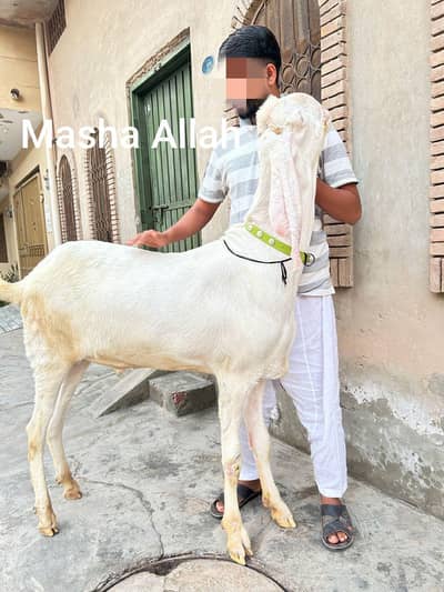 Rajanpuri Gulabi Goat for Sale – 20 Months Old