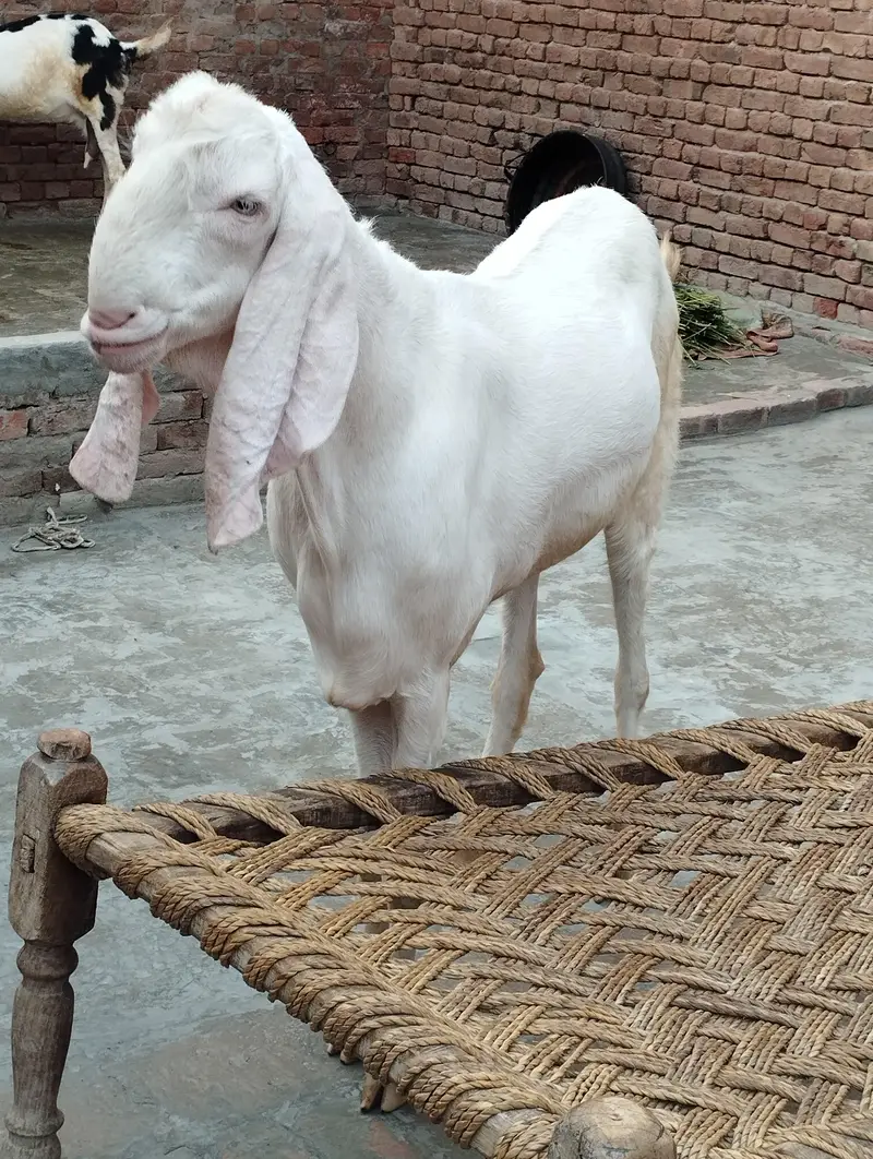 Rajanpuri Gulabi Goat for Sale – 20 Months Old — photo 2