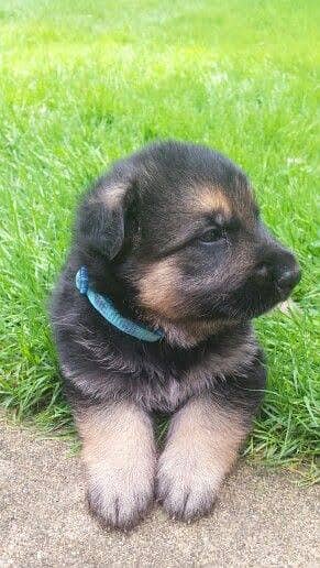 German shepherd puppies for sale