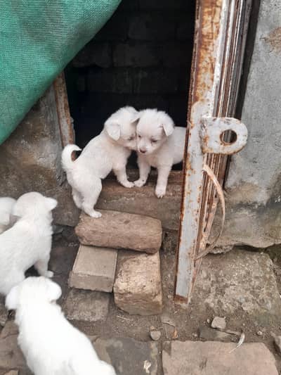 Russian Puppy