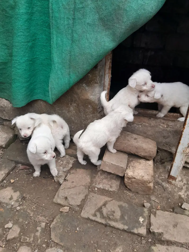 Russian Puppy — photo 2