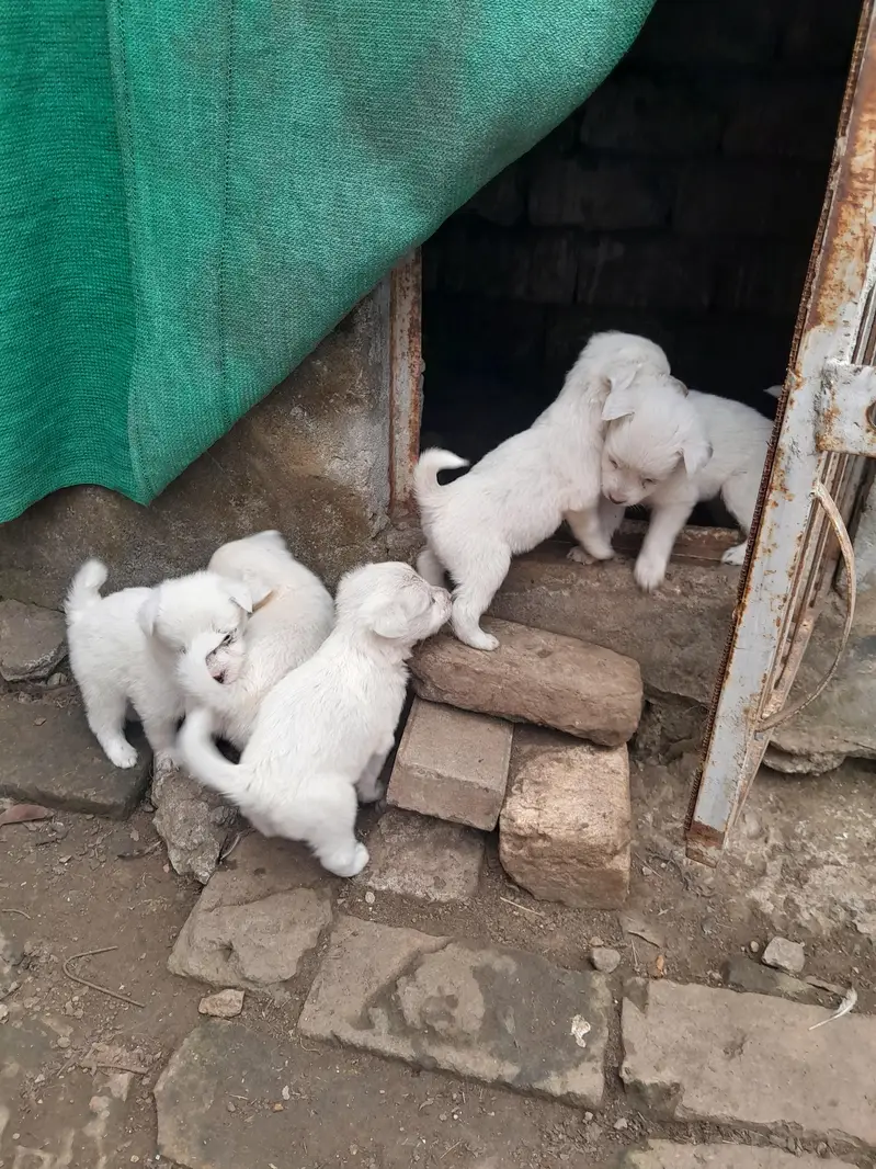 Russian Puppy — photo 3