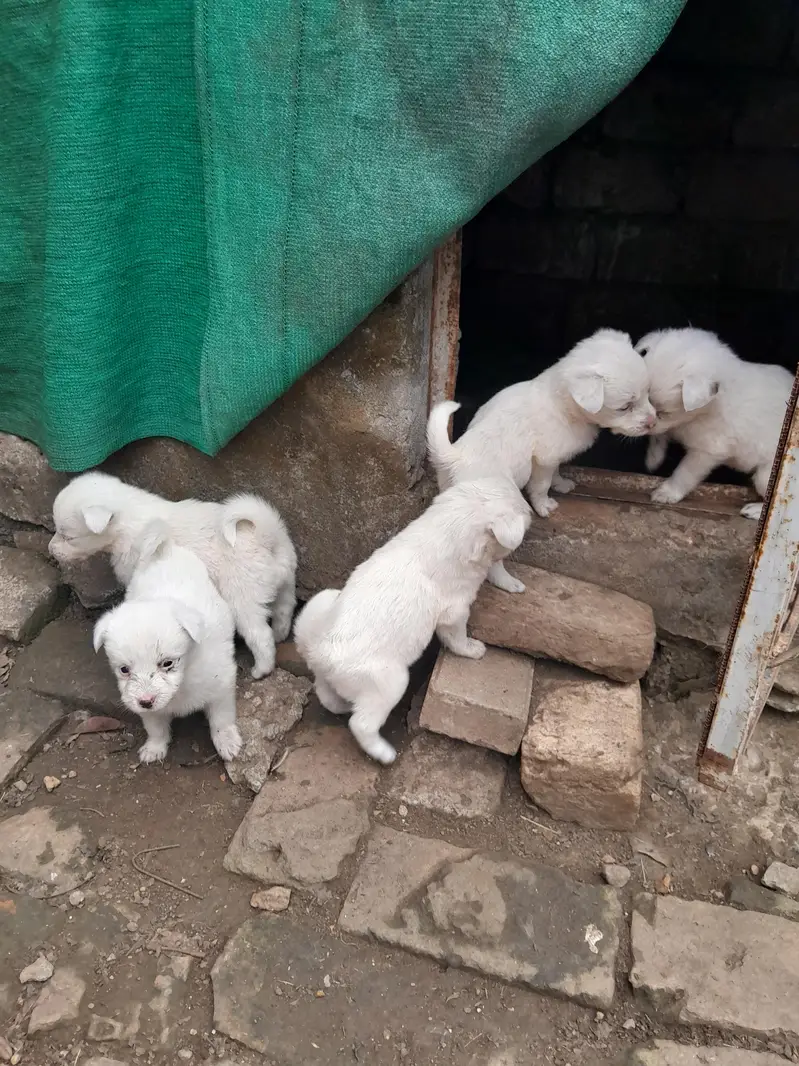 Russian Puppy — photo 4