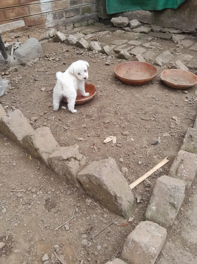 Russian Puppy — photo 5