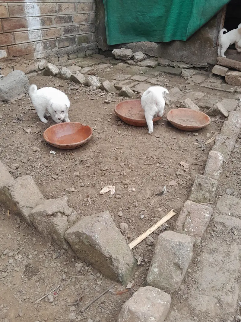 Russian Puppy — photo 6