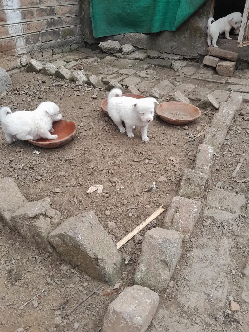 Russian Puppy — photo 7
