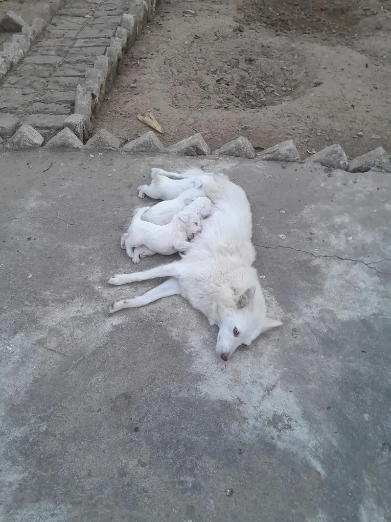 Russian Puppy — photo 8